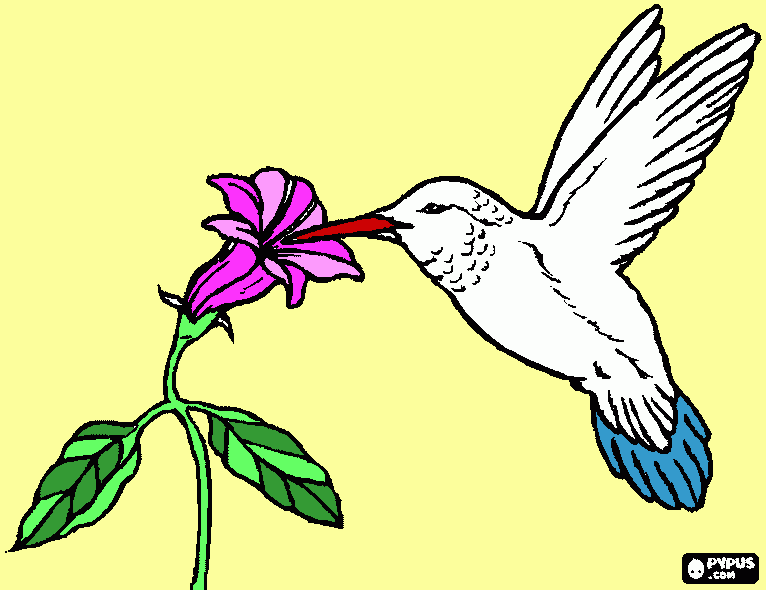 Kolibri kleurplaat