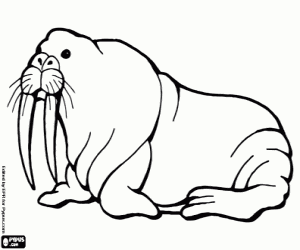 Een Arctische walrus kleurplaat