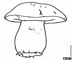 Boletus edulis, een paddestoel kleurplaat