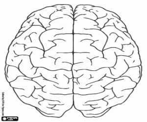 Bovenste weergave van menselijke hersenen kleurplaat