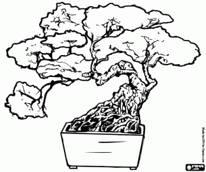 De bonsai, Japanse kunst kleurplaat
