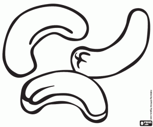 De cashewnoten, de zaden kleurplaat