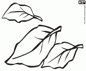 De Laurier, een aromatische plant kleurplaat