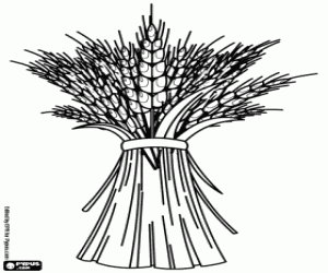 De oogst van de granen, de tarwe kleurplaat