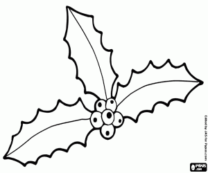 Drie hulst bladeren met vruchten kleurplaat
