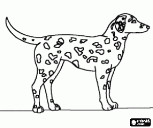 Een gevlekte Dalmatische hond kleurplaat