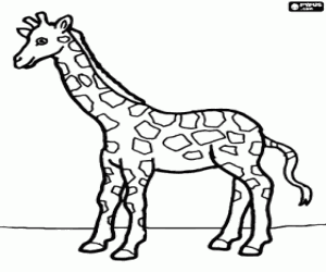 Giraffe, uitzicht vanaf de kant kleurplaat
