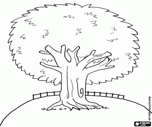 Een groenblijvende boom kleurplaat