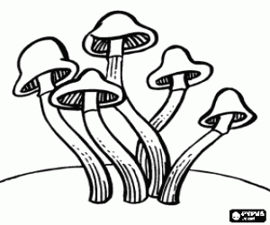 Groep van paddestoelen met lange stengel kleurplaat