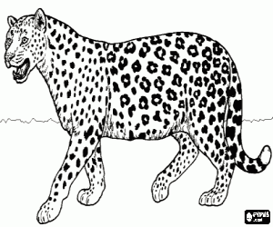 Jaguar kleurplaat