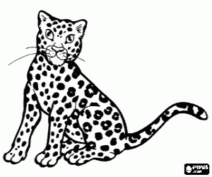 Jonge cheetah, gepard of jachtluipaard zitten kleurplaat