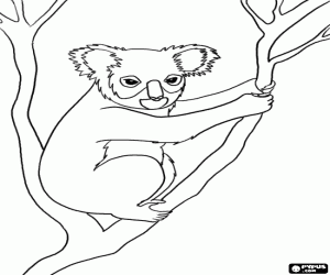 Koala, een Australisch buideldier kleurplaat
