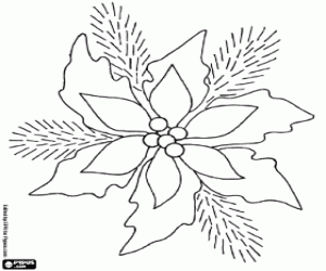 Poinsettia kleurplaat