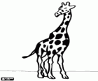 Een giraffe met het lichaam gezien vanaf de voorzijde