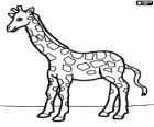 Giraffe, uitzicht vanaf de kant