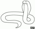 Cobra op alert, de cobra is een gifslang