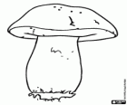 Een van de meest gewaardeerde paddestoelen, Boletus edulis, Gewoon eekhoorntjesbrood