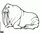 Een walrus met haar lange slagtanden, een grote semi-aquatische zoogdieren van de Noordpool