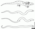 Reptielen, lizard en slang