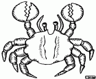 Een terrestrische krab van grote afmetingen, een schaaldieren