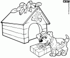 Een hond erg blij met hun kerstcadeau. De hondenhuis is ingericht voor de kerstvakantie met een opknoping Sok en plantaardige ornamenten