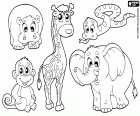 Een groep van vijf Afrikaanse wilde dieren, een nijlpaard, een aap, een giraf, een slang en een olifant