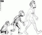 De eerste drie fasen van de menselijke evolutie: Hominide primaat, Australopithecus en Homo erectus