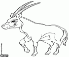 De gemsbok of spiebok, een grote antilopen, Oryx gazella. Een van de soorten van de Afrikaanse antilopen