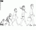 De mens evolutie in vijf fasen van de hominiden primaat tot de moderne mens, gaan door de eerste tweevoetige mensachtige, de homo erectus en de archaïsche homo sapiens vertegenwoordigde