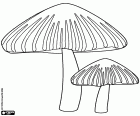 Twee giftige paddestoelen met een conische vorm hoed met gestreepte huid
