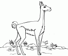 De guanaco is een dier uit Zuid-Amerika die zout water kan drinken