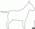 Het Bull Terrier-ras van Engelse oorsprong heeft een zeer unieke kop. De Bull Terrier is een zeer intelligente en robuuste hond