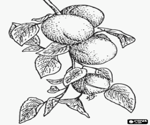 Sommige abrikozen op de boom kleurplaat