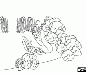 Het is uitgegroeid tot een zwaan kleurplaat