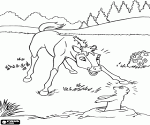 Een verrassing voor de jonge hengst Spirit kleurplaat